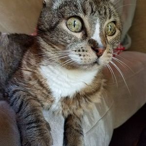 Meet your Posher, Allie